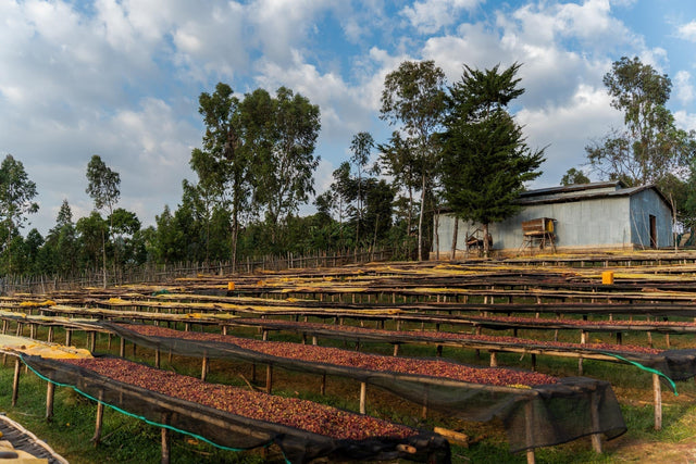 A Coffee Journey Through Our Eyes