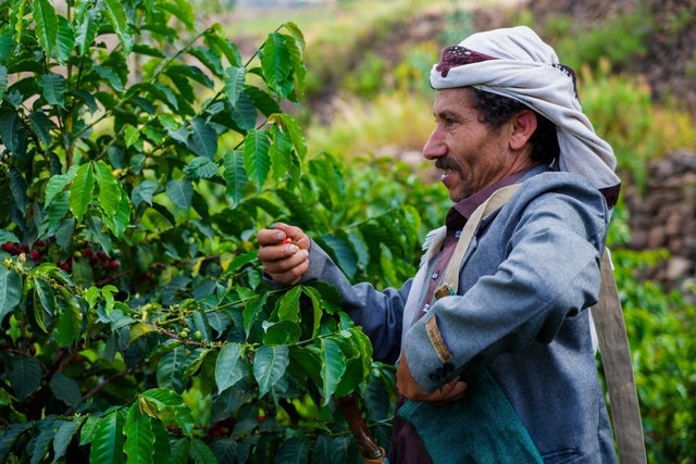 New Cycle, New Cherries