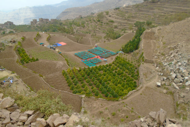 Al Mahjar Yellow Bourbon Collective