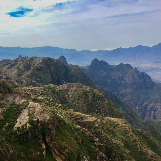 Sheba Coffee's 2022 Gems of Yemen Auction is Now Live!