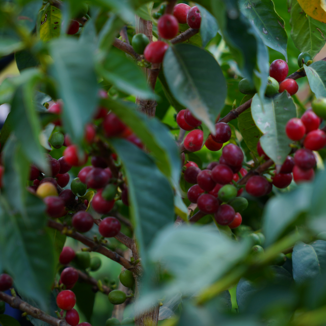 The Art of Coffee Pairing: Enhancing Flavour with Food