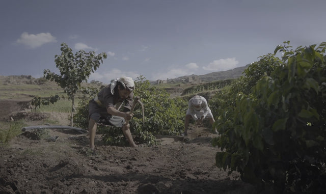 Sheba Coffee 2023 Auction Launch Video