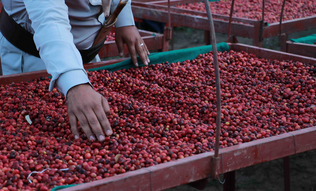 Yemeni Coffee: Understanding the Pricing Myths