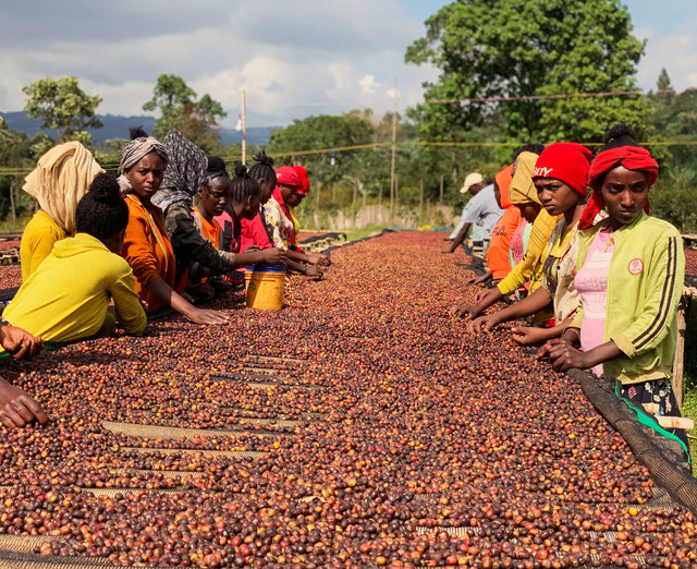 The Journey of Your Cup: From Cherry to Brew - Exploring the Harvest Process in Ethiopia